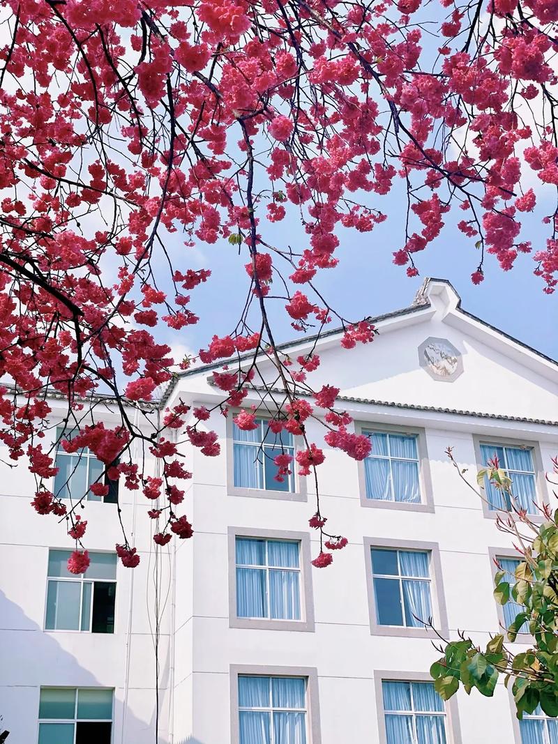 2023武汉大学樱花几月份开