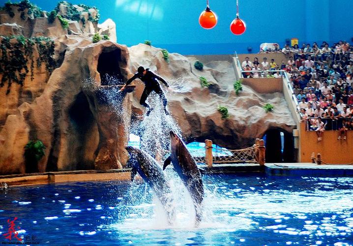 北京太平洋海底世界有海豚吗
