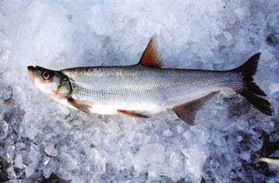白鹭湖鱼种类