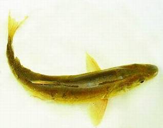 青海湖里的鱼是什么鱼