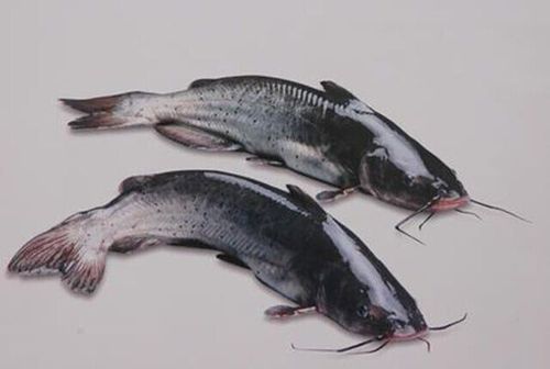 鮰鱼养殖方法和注意事项