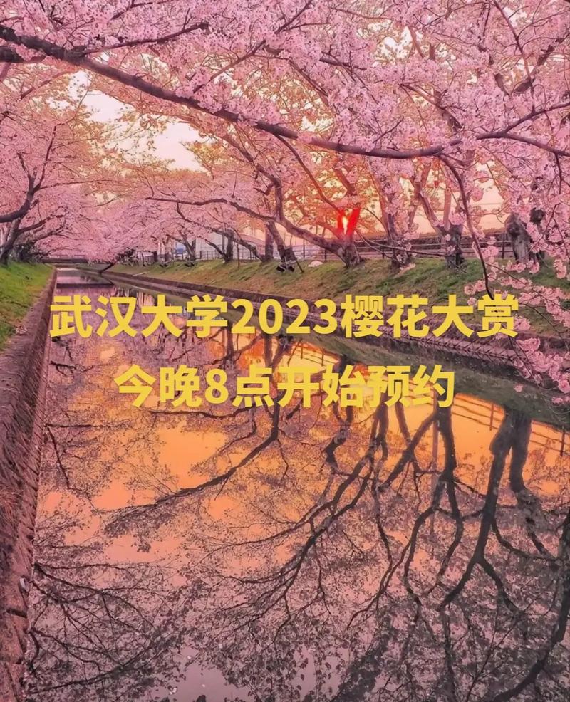 武汉大学的樱花在什么时间开
