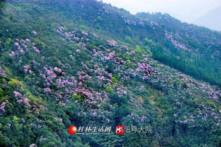 广西桂林全州县哪里有花