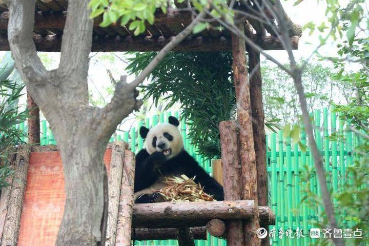 齐河欧乐堡动物王国有熊猫吗