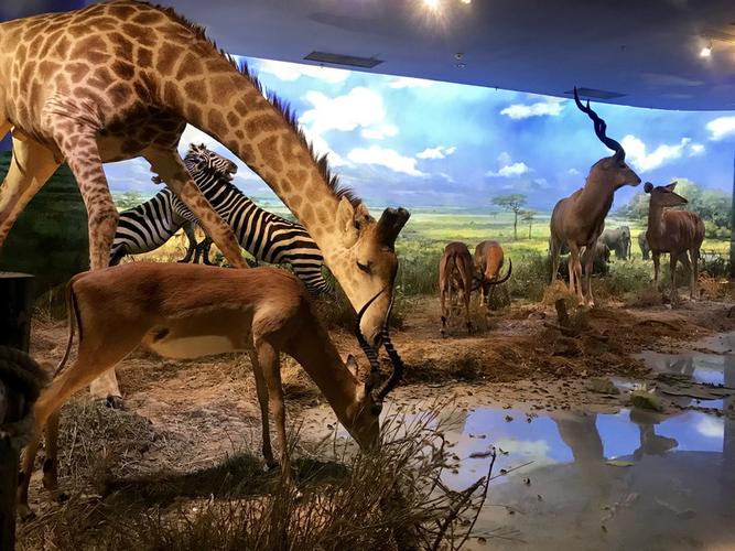 大连自然博物馆里的动物是真的吗