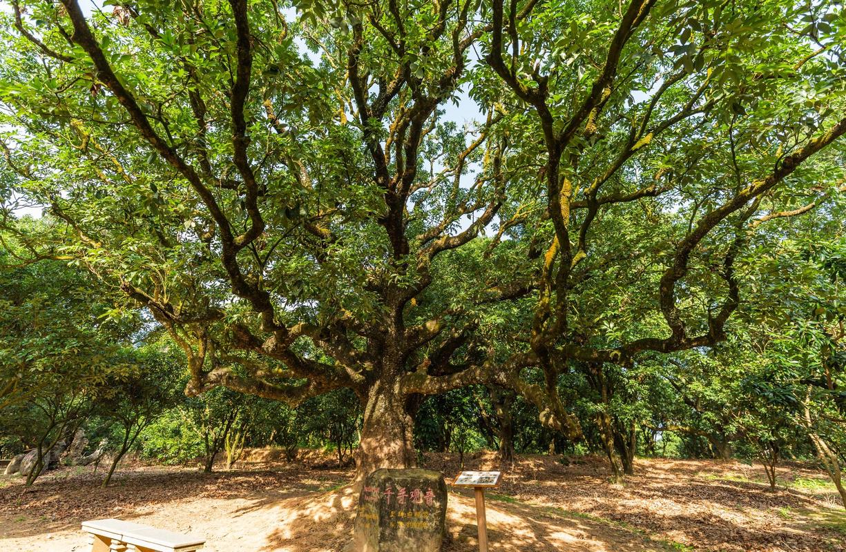 100年古树是否属于保护