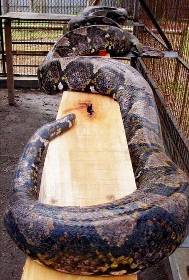 世界上唯一超大的蛇