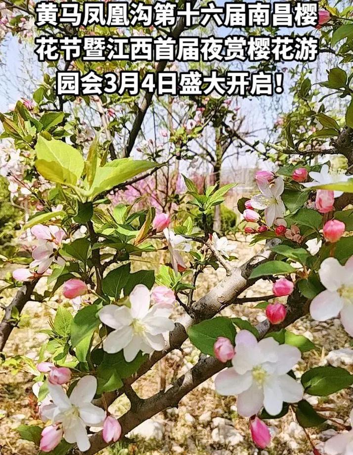 凤凰沟樱花节开幕时间