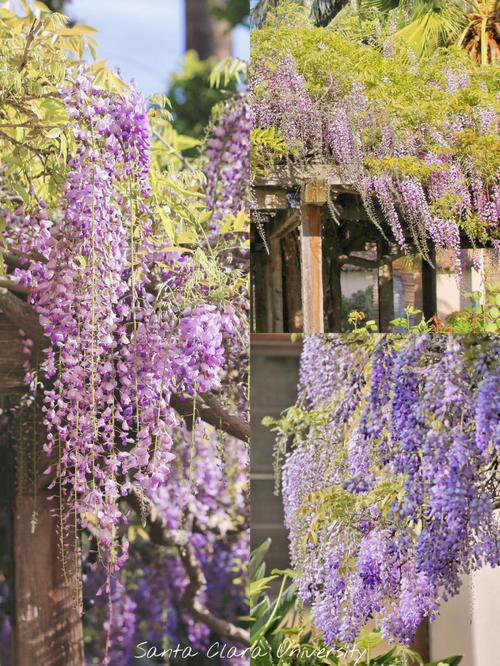 上海紫藤园赏花时间