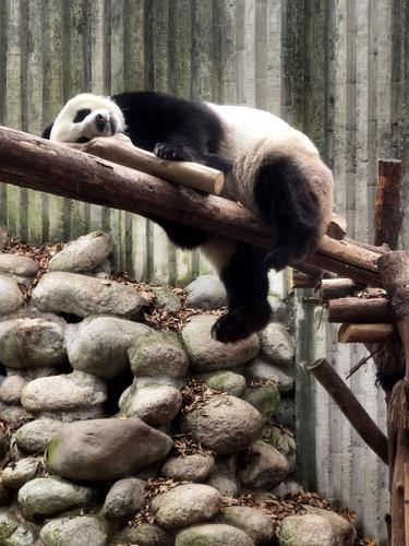 熊猫生活方式