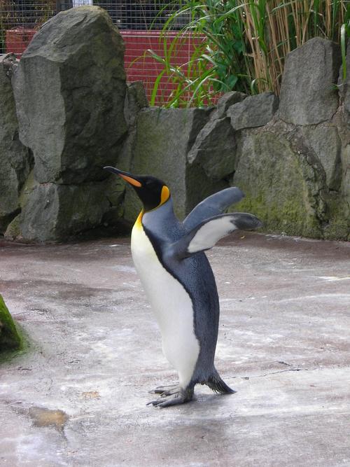 杨家坪动物园有企鹅吗
