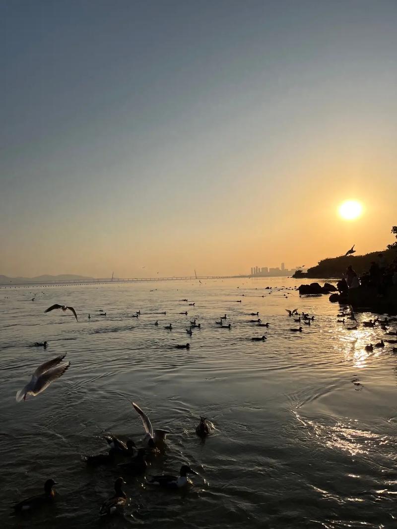 深圳湾公园算海吗