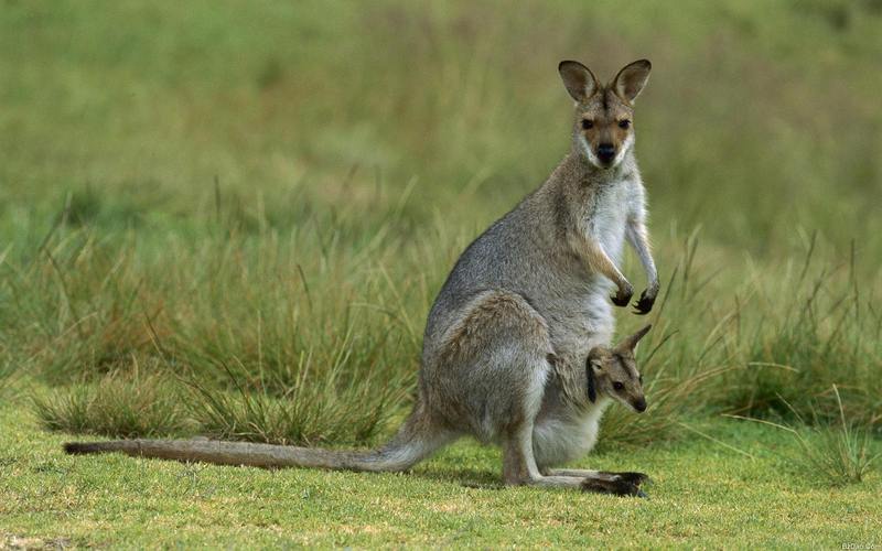 为什么澳大利亚的代表动物是袋鼠