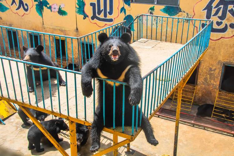 如何去牡丹江黑熊宝乐园