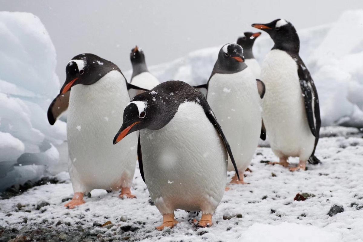 南极的八种企鹅