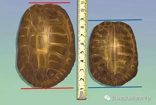 加拉帕戈斯陆龟和亚达伯拉象龟如何区分