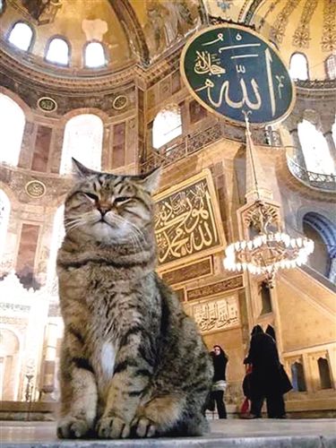 伊斯坦布尔为什么是爱猫之城