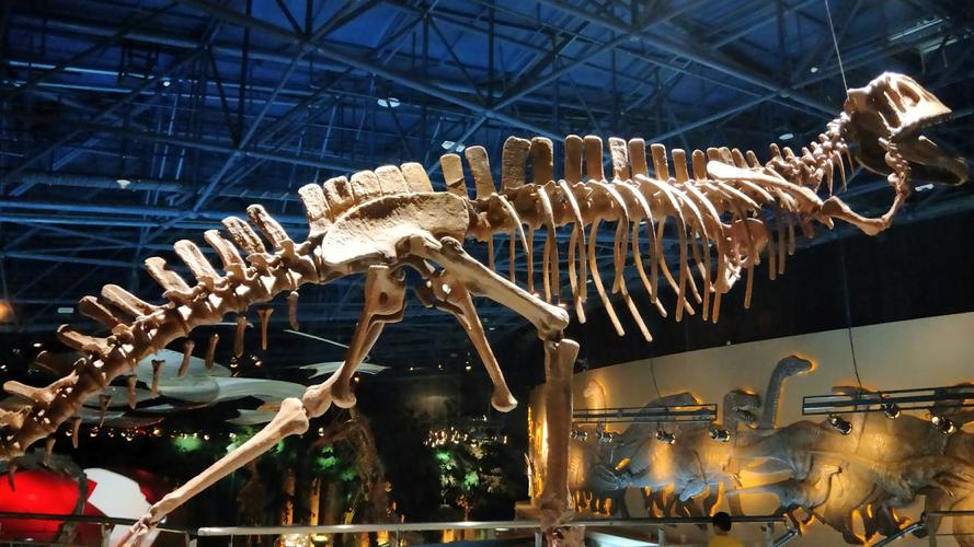 常州恐龙园的恐龙化石是不是真的
