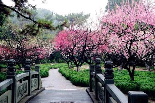 上海梅花最多的公园