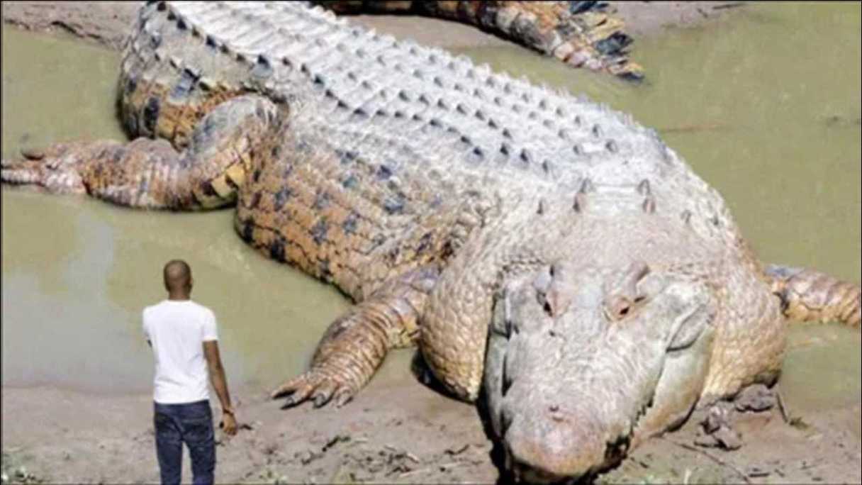 最大的鳄鱼吉尼斯世界纪录