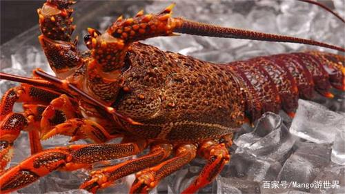 巨型龙虾能吃吗