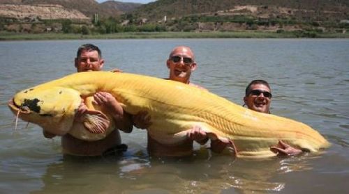 人类抓住过的最大的鱼有多大