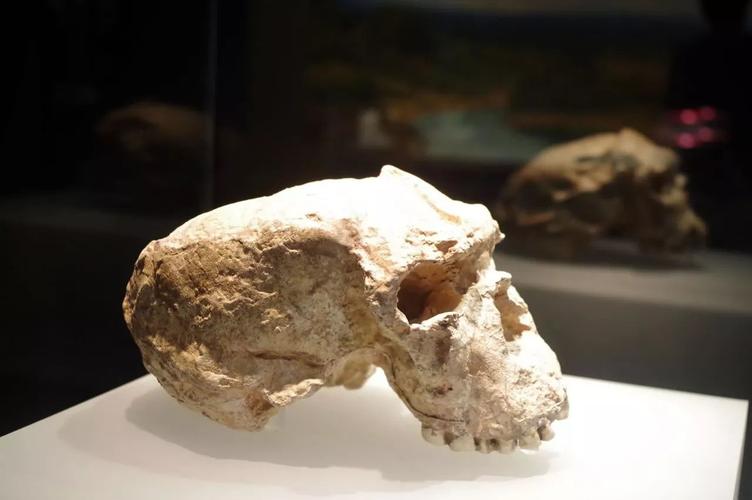 已发现最古老的原始人化石有多少