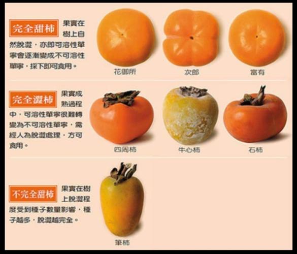 1567柿子品种介绍