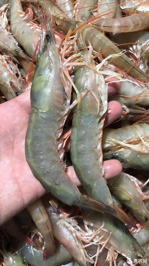 蚌埠的麻虾哪家最好吃