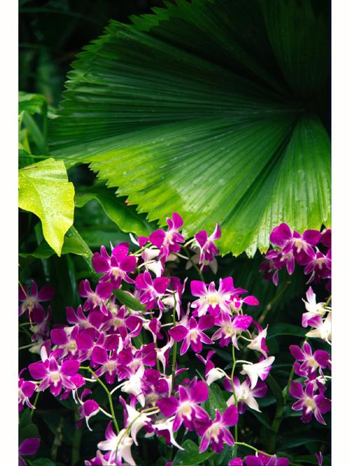 胡姬花是新加坡的国花吗