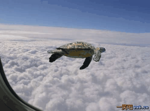 飞上天空的海龟是怎样飞上天空