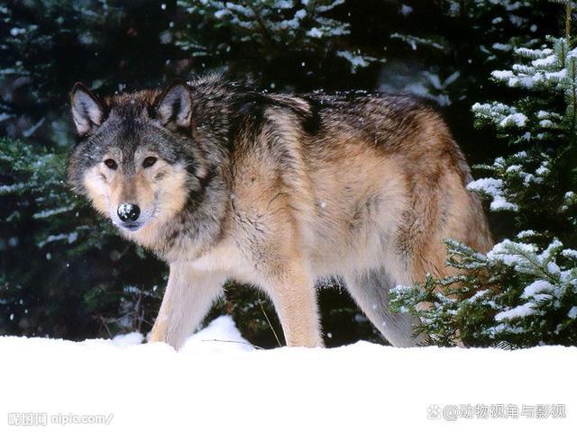 贵州有野生狼吗