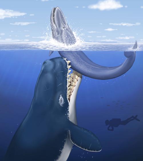 利维坦鲸真实的样子