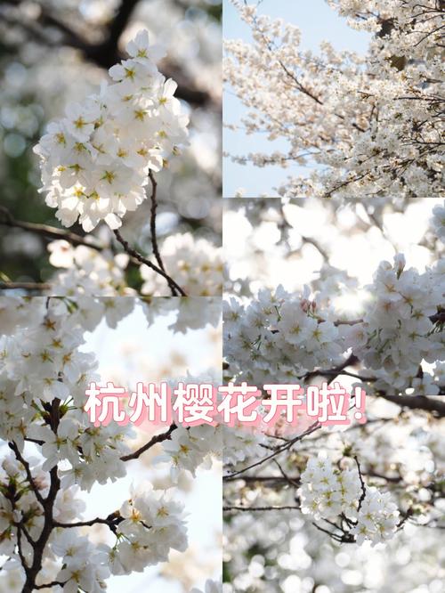 杭州山樱花什么时间开花