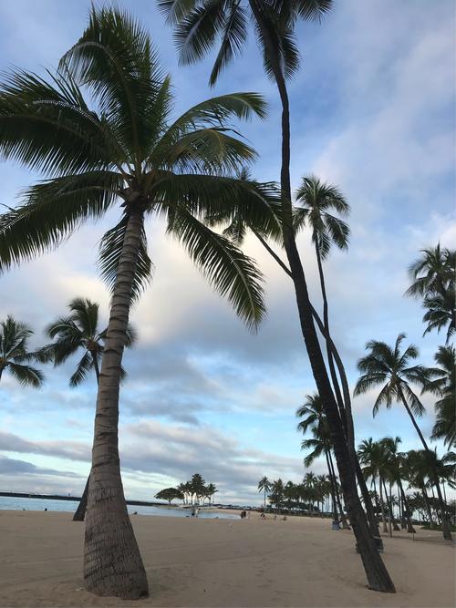 怎么形容夏威夷的椰子树