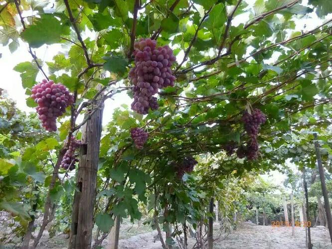 牡丹江附近哪里葡萄采摘园便宜