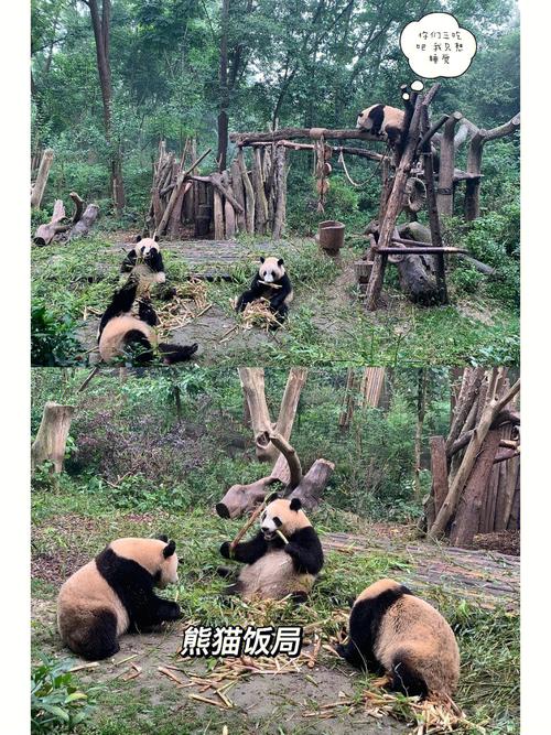 大熊猫繁育研究基地怎么玩