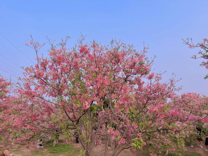 广州哪里看樱花