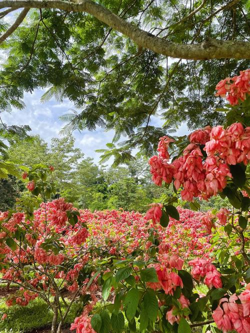 西双版纳热带花卉园几月份花开
