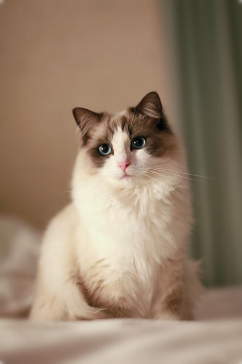 Muffie属于什么颜色的布偶猫
