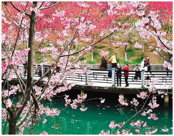南溪山公园四月还有樱花吗