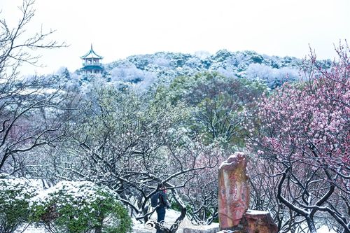 冬天上海梅花最好观看的地方
