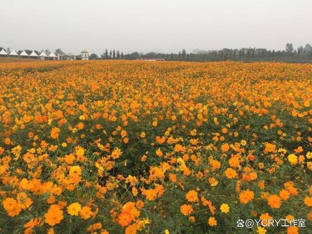 新都桂湖公园现在有花展吗 门票多少钱张