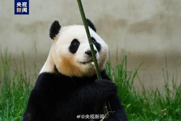 福州有没有熊猫呀