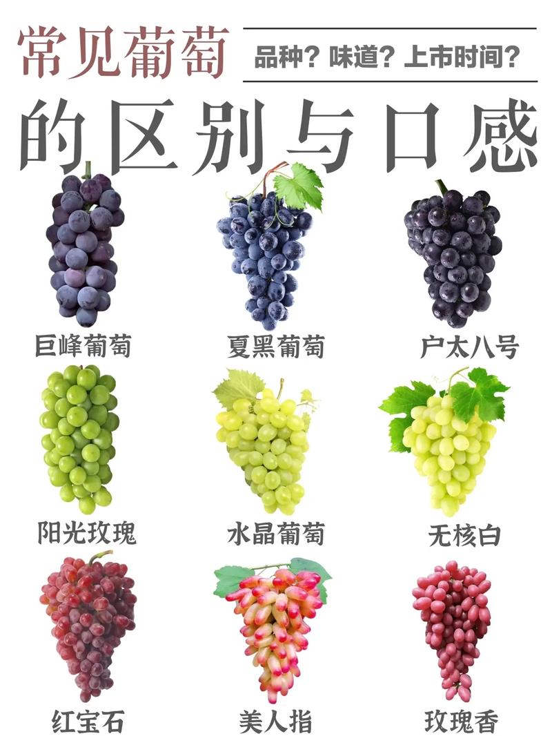 葡萄有几个品种哪个品种最好吃最甜