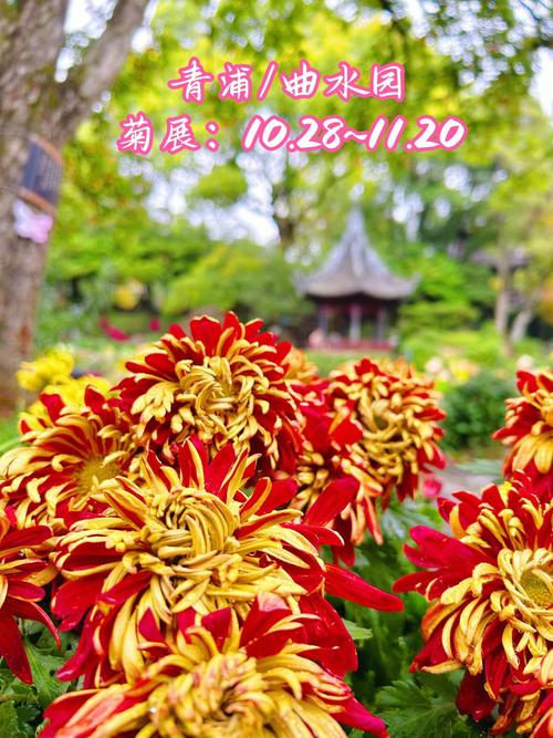 上海森林公园菊花展要门票吗