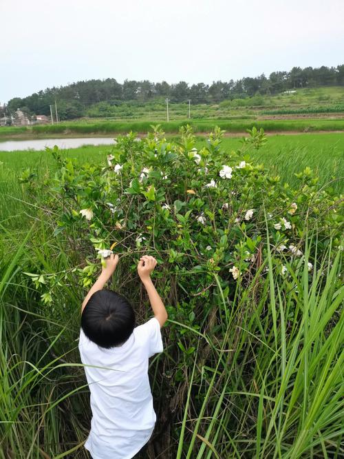 永川附近哪里可以摘栀子花