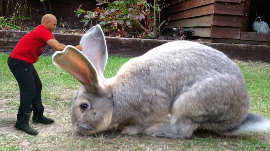 世界最大活体兔子