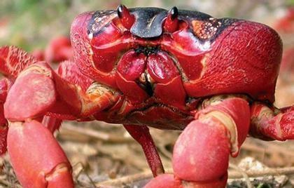 澳洲红蟹能吃吗 有没有毒
