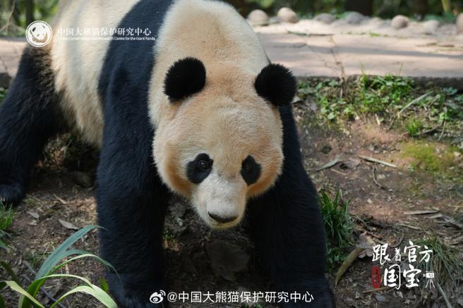 碧峰峡海归园住的是哪只熊猫
